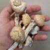 HEMPEARTH Mushrooms