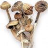 Magic Mushroom | Psilocybin