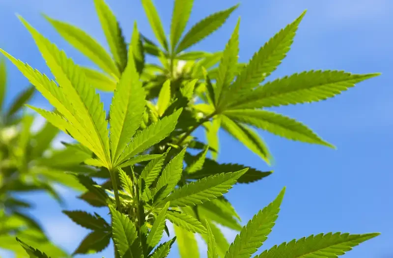 Peta Legalitas Ganja Medis 2026: Mengapa Thailand dan Jerman Menjadi Pusat Ekonomi Hijau Baru di Dunia?