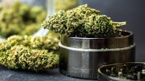 Boom Toko Ganja Online di 2026: Saat Industri Cannabis Masuk Era Digital Total