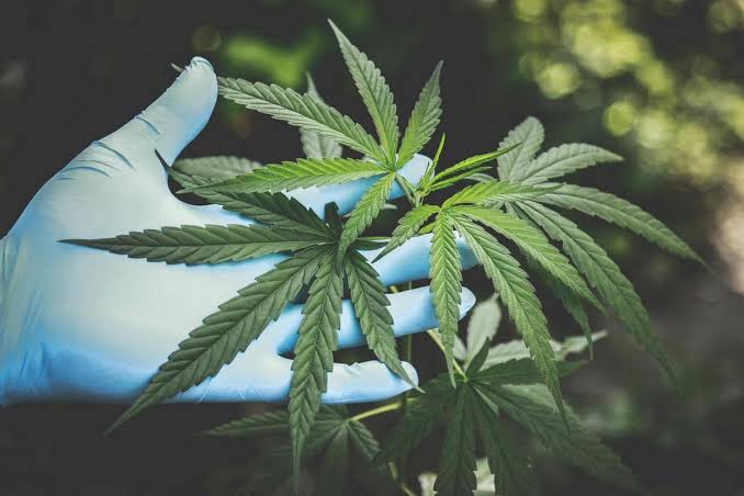 Toko Cannabis Online: Titik Temu Teknologi, Bisnis, dan Perdebatan Regulasi yang Nggak Juga Selesai